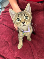Light brown kitten looking up at the camera