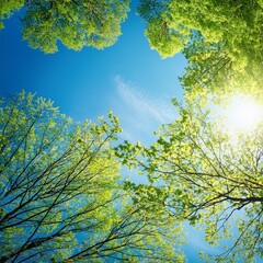 Fototapeta premium panorama of tree branches and leaves in blue sky with bright sun spring background