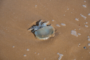 Jellyfish on the sandy beach