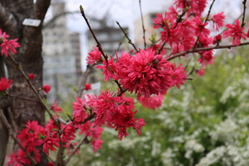 Vibrant Pink Plum Blossoms on Tree Branch in Spring