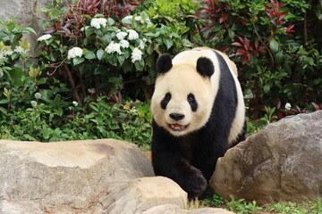 Fototapeta premium Giant Panda in Forest Habitat
