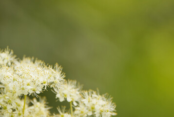 white flowers, white blossoms, buds und pollen pistils, green background, soft white blossoms 