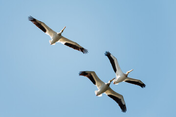 American white pelicans in flight over the Horicon National Wildlife Refuge, near Waupun, Wisconsin