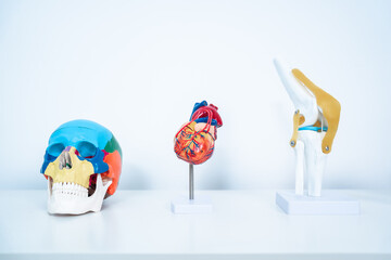 A model of knee, heart and skull on a white table for case study or learning. Body part model for science class backgrounds or wallpaper. medical equipment