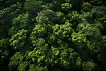 Fototapeta premium Bird's Eye View of Forest Canopy