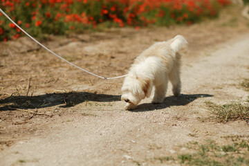 woman with dog. Happy woman walking with white dog the road along a blooming poppy field on a sunny day, She is wearing a white dress and a hat. On a walk with dog