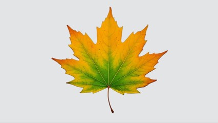 A single maple leaf in autumn colors, isolated on a white background.