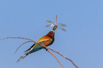 european bee eater