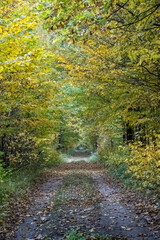 A path in the Białowieża Forest, with an autumn atmosphere