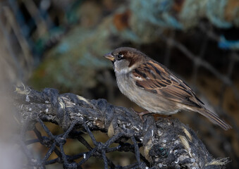 Male Sparrow perched on a Lobster Pot