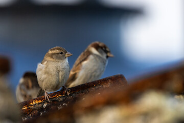 Sparrows perched on a Lobster Pot