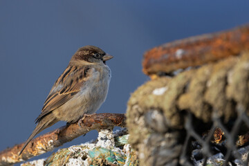 Male Sparrow perched on a Lobster Pot