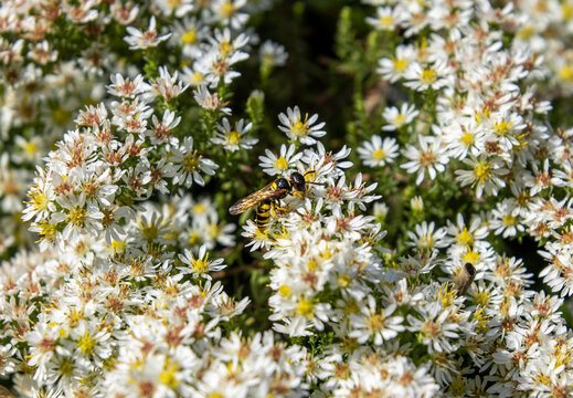 Beewolf or bee-killer wasp Philanthus triangulum on heath aster symphyotrichum ericoides blossoms