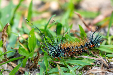 lonomia caterpillar in chapare region of bolivia