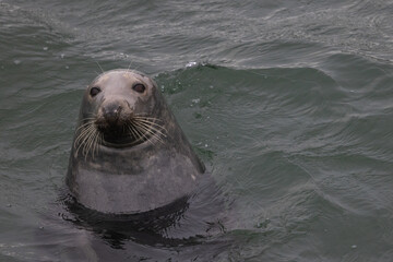 Fototapeta premium Harbour Seal in the Sea, Pittenweem, Scotland 