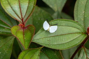 insect in bolivian rainforest close to chapare