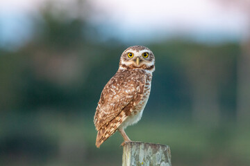 close up of owl in bolivia