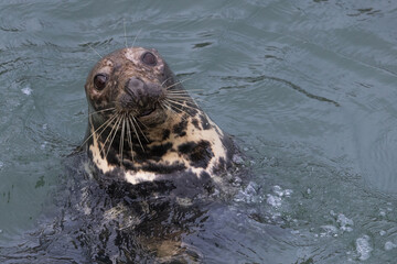 Harbour Seal in the Sea, Pittenweem, Scotland
