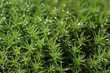 Frauenhaarmoos ( Polytrichaceae) mit Tautropfen