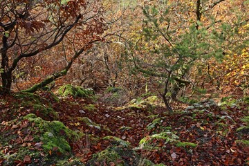 Die Daudenbergroute im Nationalpark Kellerwald im Herbst