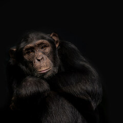 Portrait of a chimpanzee on a gray background.