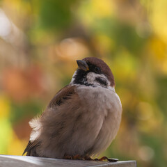 Sparrow portrait on a tree branch close up.