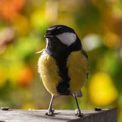 titmouse portrait on a tree branch close up.