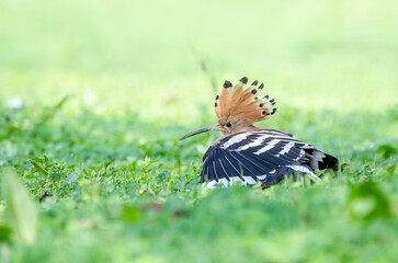 Eurasian Hoopoe or Common hoopoe (Upupa epops) Sitting on Grass