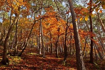 Fototapeta premium Die Daudenbergroute im Nationalpark Kellerwald im Herbst