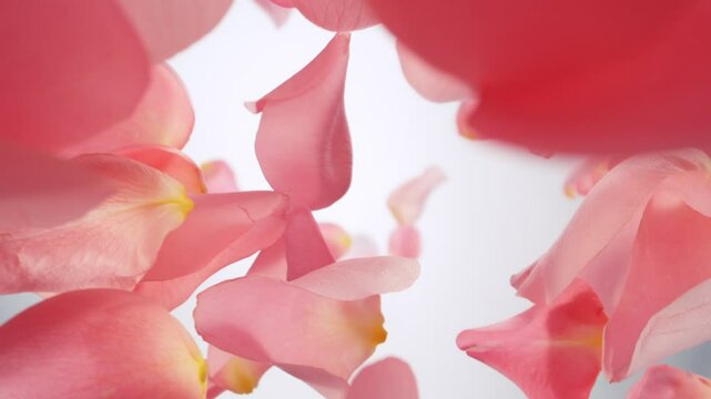 Super Slow Motion of Falling Pink Rose Petals on White Background. Camera Placed on High Speed Cine bot, Rotating Around. Filmed on High Speed Cinema Camera, 1000 fps.