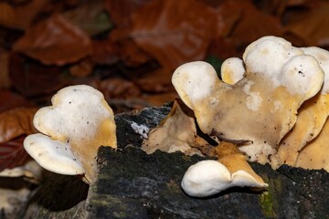 Yellowing bracket fungus growing on decaying log in autumn forest