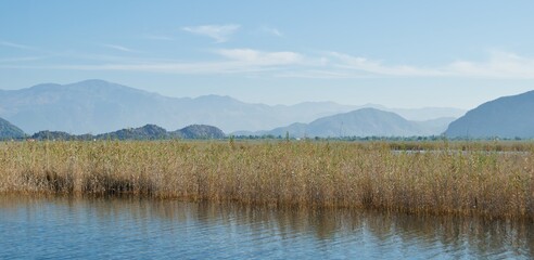 Landscape of reed grasses along Dalyan River in Turkey