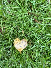 Heart shaped leaf  on the grass