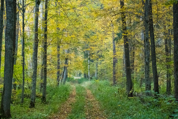 Obraz premium A path in the Białowieża Forest, with an autumn atmosphere