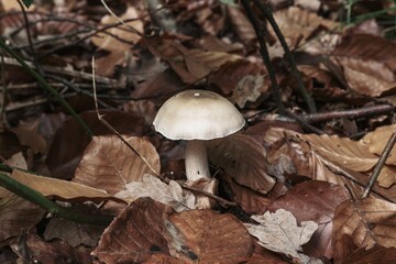 Mushroom growing on forest floor among fallen leaves