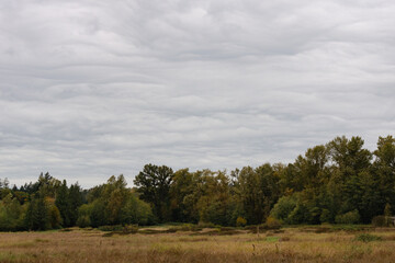 Tranquil grass field along with trees lined up against the PNW clouds.