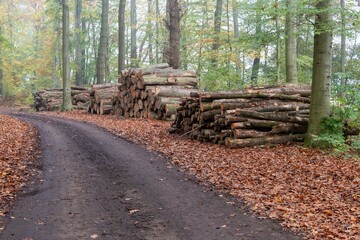 Fototapeta premium Stacked logs beside dirt road in autumn forest