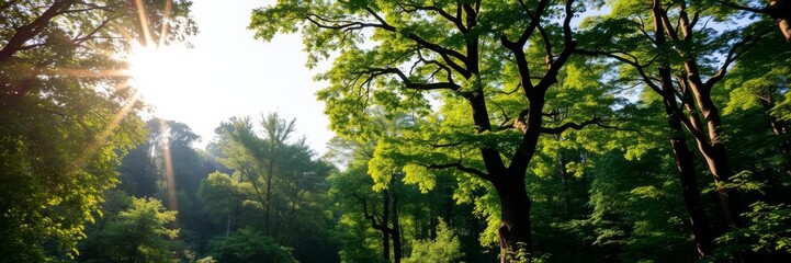 Fototapeta premium A lush green forest with tall trees and sunlight filtering through the leaves, creating a serene and peaceful atmosphere, lush, sunlight