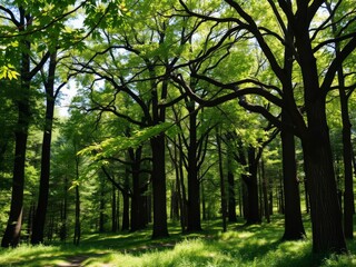 Obraz premium A dense, lush forest filled with towering trees and dappled sunlight filtering through the canopy, plant life, earth