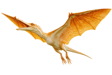 Pterosaur with orange wings flying, long beak, white background. PNG transparent.
