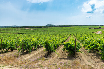 Vineyard in Narbona or Narbonne, Occitanie, France