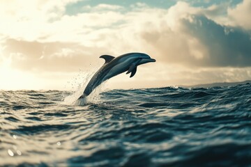Obraz premium Dolphin Jumping Out of Water at Sunset