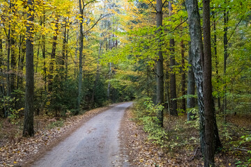 Obraz premium A path in the Białowieża Forest, with an autumn atmosphere