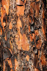 Longleaf Pine bark in Topsail Hill Preserve, Santa Rosa Beach, Florida