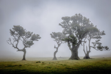 Bizarre trees in the fog in the fanal forest on Madeira, Portugal.