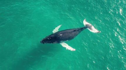An aerial view of a humpback whale swimming in turquoise water.