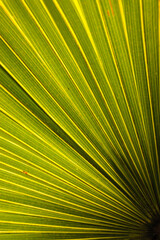 Fototapeta premium Palmettos branches backlit against Florida sunshine in Topsail Hill Preserve, Santa Rosa Beach, Florida