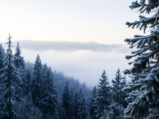 Fototapeta premium A snow-covered forest with tall pine trees standing against a gray sky, tranquil, tranquil