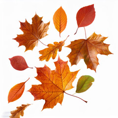 Fototapeta premium Autumn leaves isolated on a white background AI Image