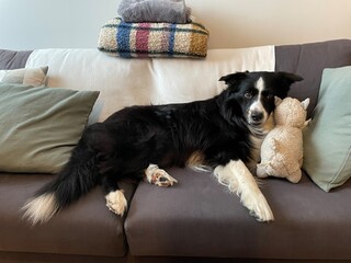 Dog with his sheep toy